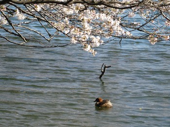 カイツブリ 井ノ頭公園 2018年3月25日(日)