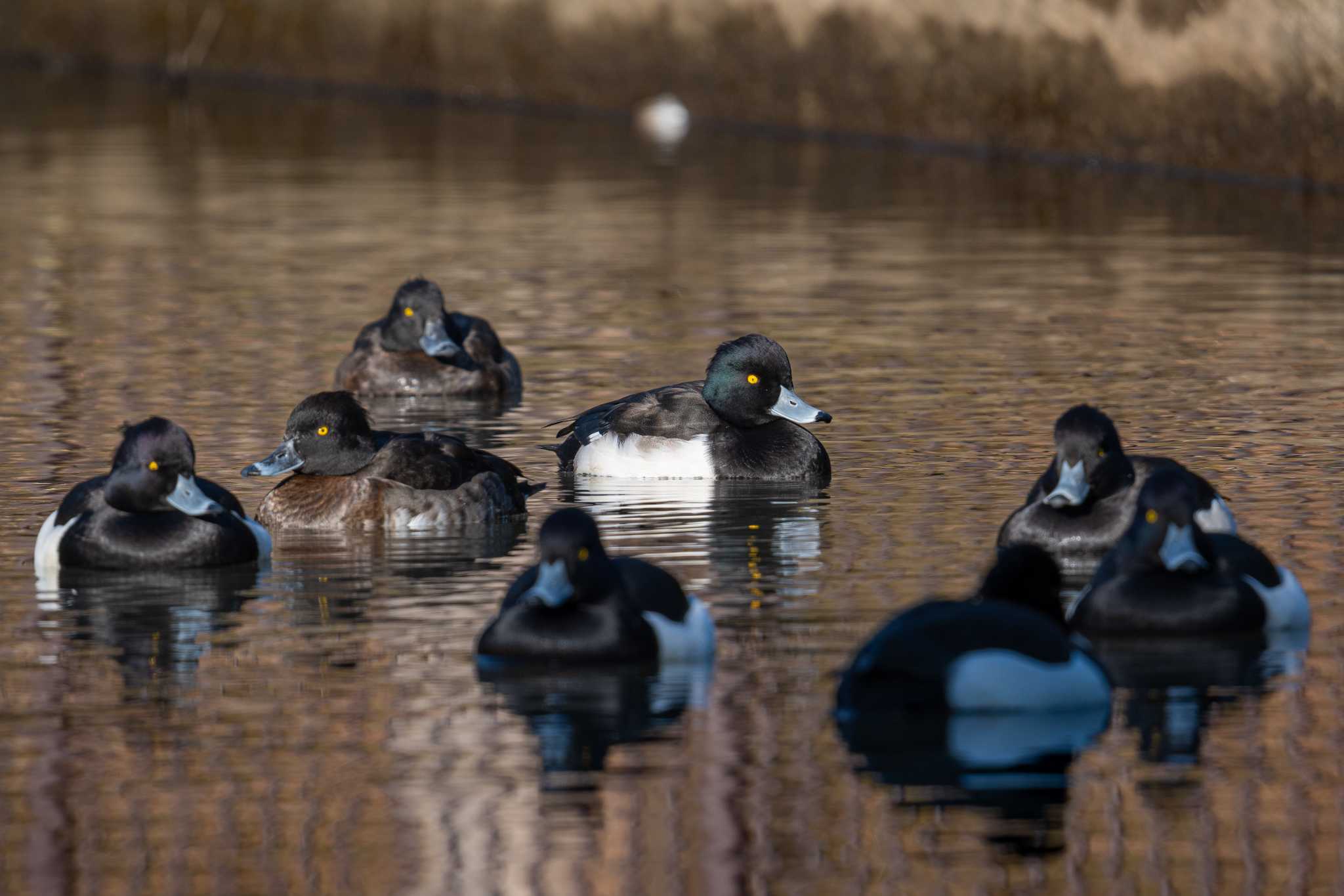 こども自然公園 (大池公園/横浜市) キンクロハジロの写真