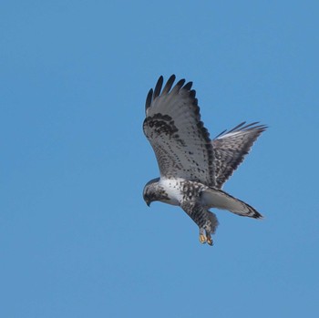 Rough-legged Buzzard 埼玉県 Wed, 1/18/2023