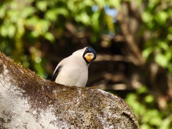 2023年1月21日(土) 京都御苑の野鳥観察記録