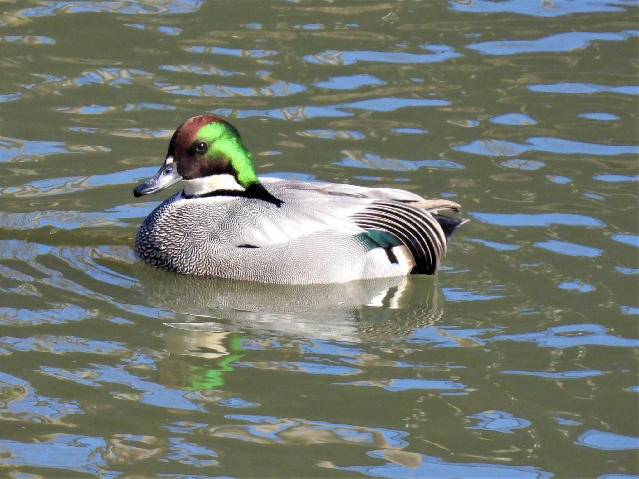 秋ヶ瀬公園　ヨシガモ画像