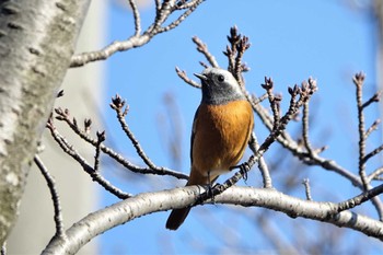 ジョウビタキ りょうぶの道(滋賀県草津市) 2023年1月20日(金)