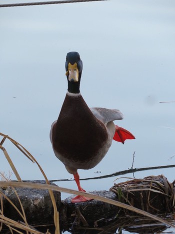 Fri, 1/20/2023 Birding report at Shakujii Park