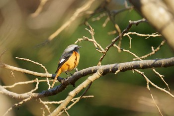 Daurian Redstart 泉の森公園 Fri, 1/20/2023