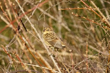 Masked Bunting 泉の森公園 Fri, 1/20/2023