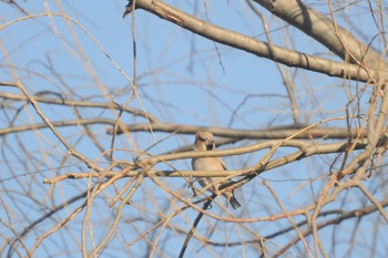 シメ 芝川第一調節池(芝川貯水池) 2023年1月21日(土)