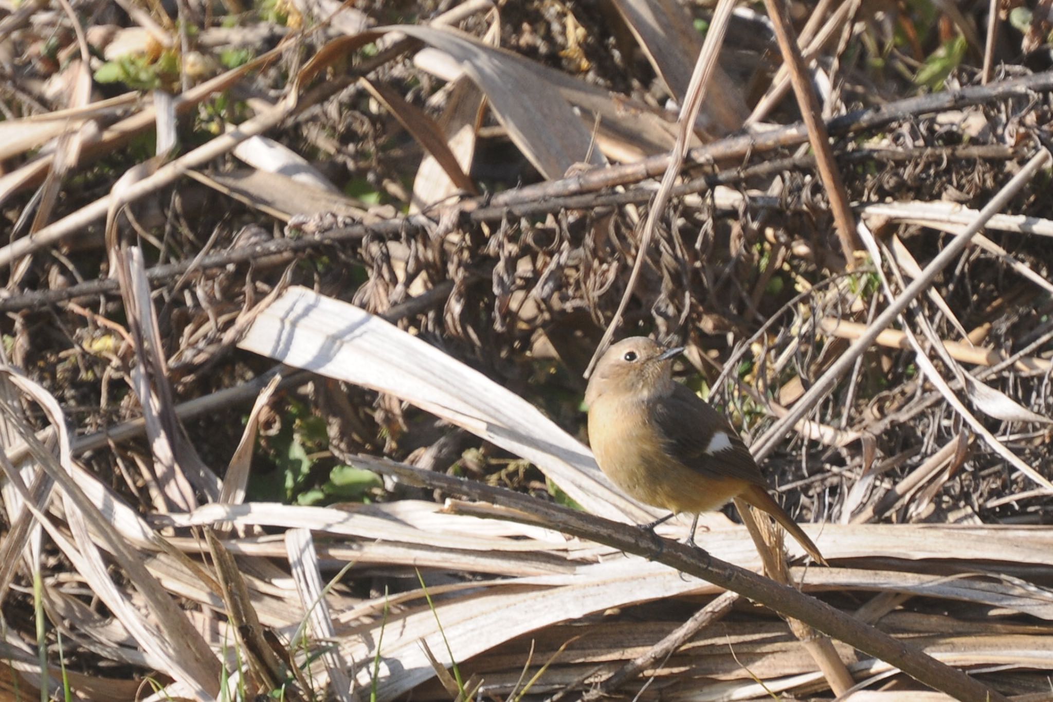 芝川第一調節池(芝川貯水池) ジョウビタキの写真 by ウィル