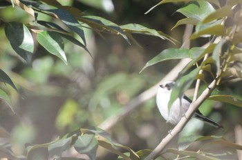 Long-tailed Tit 芝川第一調整池 Sat, 1/21/2023