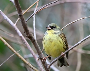 Masked Bunting Kodomo Shizen Park Sat, 1/21/2023