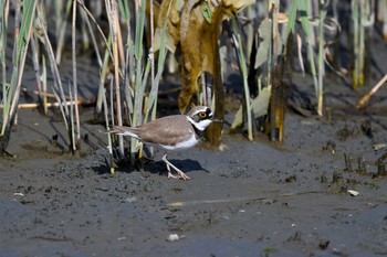 Little Ringed Plover Tokyo Port Wild Bird Park Sat, 3/31/2018