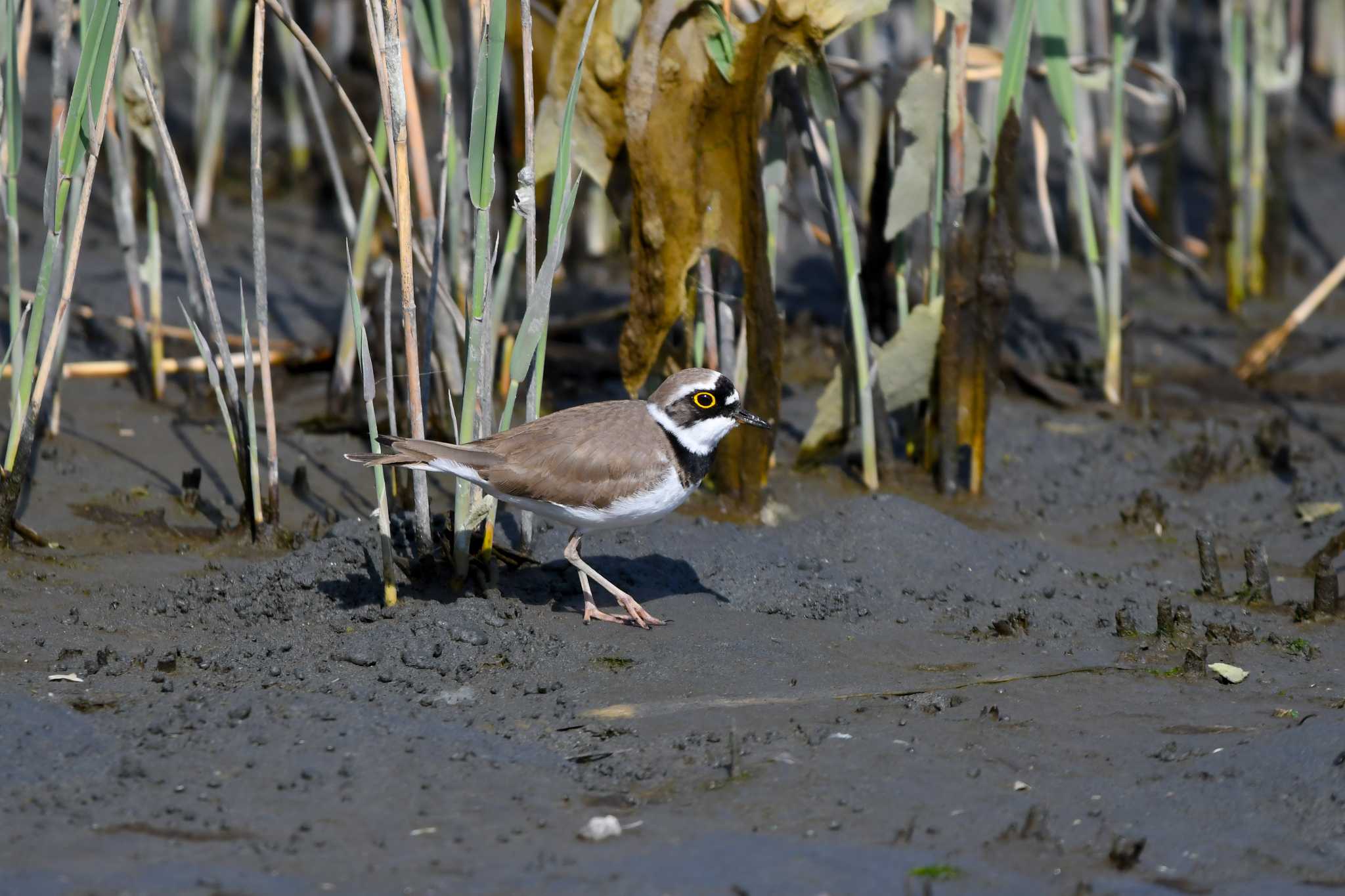 Photo of Little Ringed Plover at Tokyo Port Wild Bird Park by 024minion