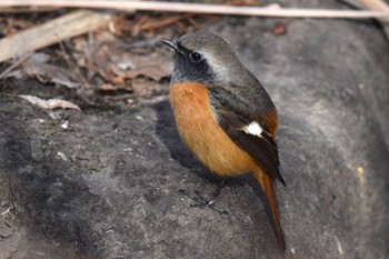 Daurian Redstart Toneri Park Sat, 1/21/2023