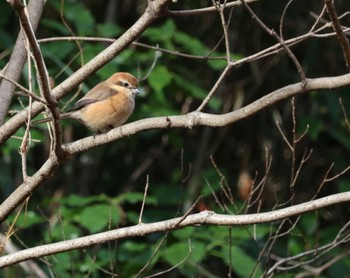 2023年1月17日(火) 横浜自然観察の森の野鳥観察記録