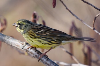 アオジ 舎人公園 2023年1月21日(土)