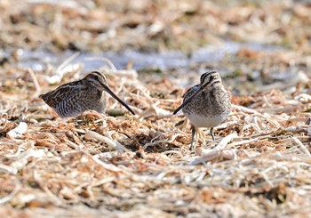 2023年1月21日(土) 忍野村・農村公園の野鳥観察記録