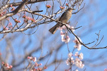 ヒヨドリ 彩湖公園 2018年3月25日(日)