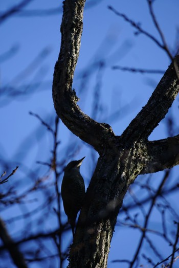 2023年1月21日(土) 春日山原始林の野鳥観察記録