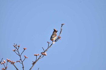 Japanese Waxwing 彩湖公園 Sun, 3/25/2018