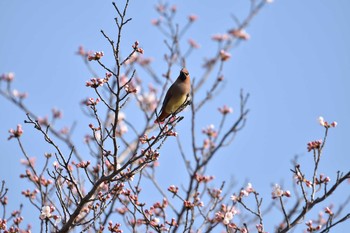 Japanese Waxwing 彩湖公園 Sun, 3/25/2018