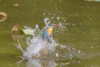 Common Kingfisher Machida Yakushiike Park Mon, 5/10/2021