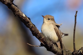 Taiga Flycatcher Unknown Spots Fri, 1/20/2023