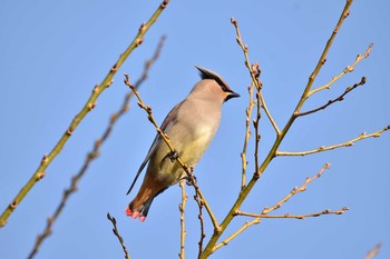 Japanese Waxwing 彩湖公園 Sun, 3/25/2018