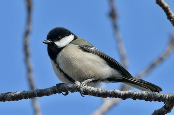 シジュウカラ 舞鶴公園 2023年1月21日(土)