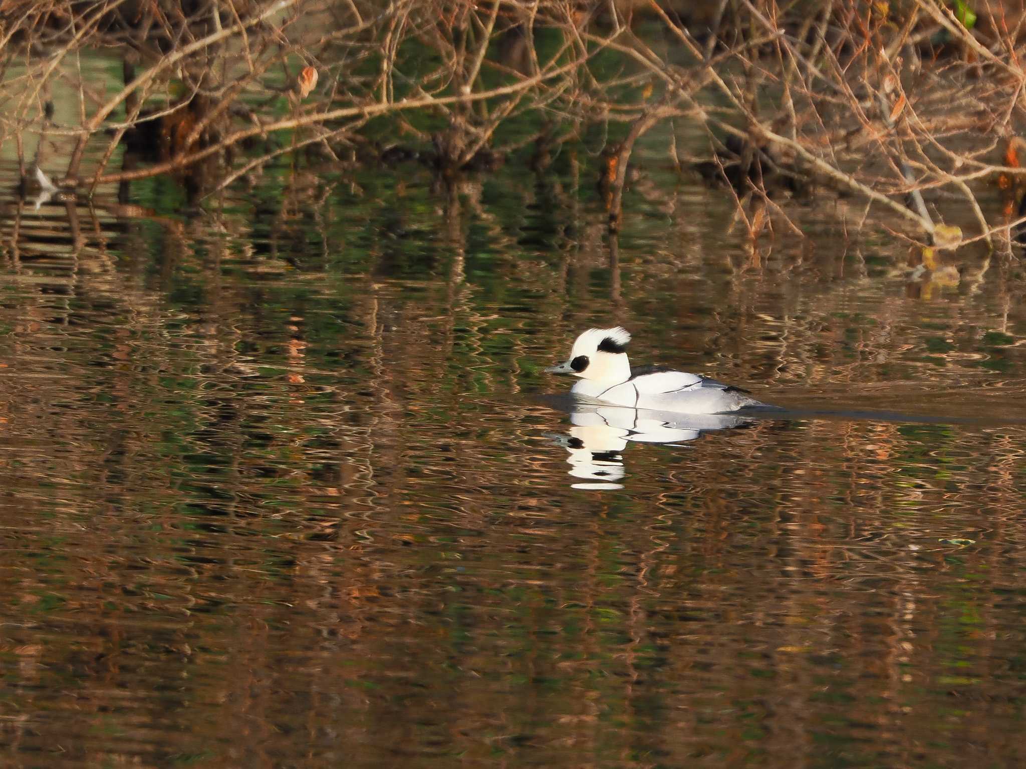 Photo of Smew at 平城宮跡 by Tetsuya