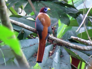 Philippine Trogon ミンダナオ島 Wed, 3/21/2018