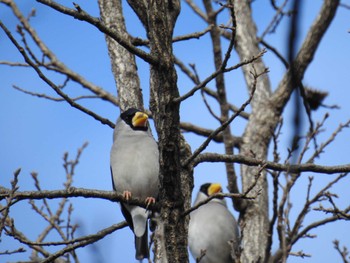 2023年1月21日(土) 座間谷戸山公園の野鳥観察記録