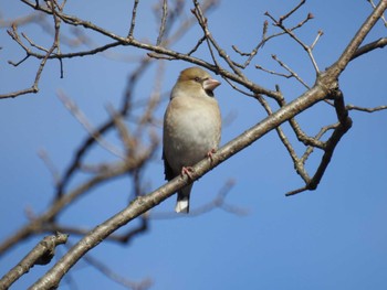 シメ 座間谷戸山公園 2023年1月21日(土)