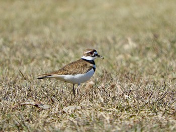 Killdeer Lake Como(Minnesota) Sat, 4/9/2022