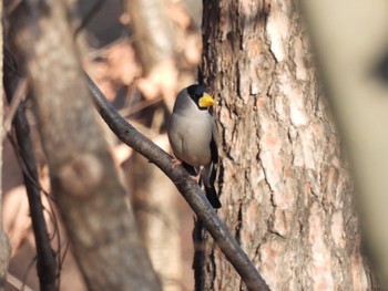 Japanese Grosbeak 御勅使南公園 Fri, 12/30/2022