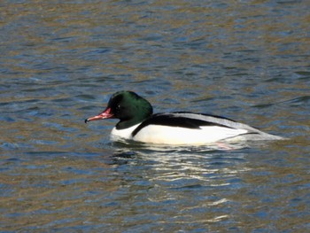 Sat, 1/21/2023 Birding report at 鴨川