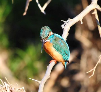 Common Kingfisher 福生市 Sun, 3/25/2018