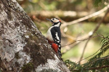 Sun, 4/1/2018 Birding report at Yanagisawa Pass