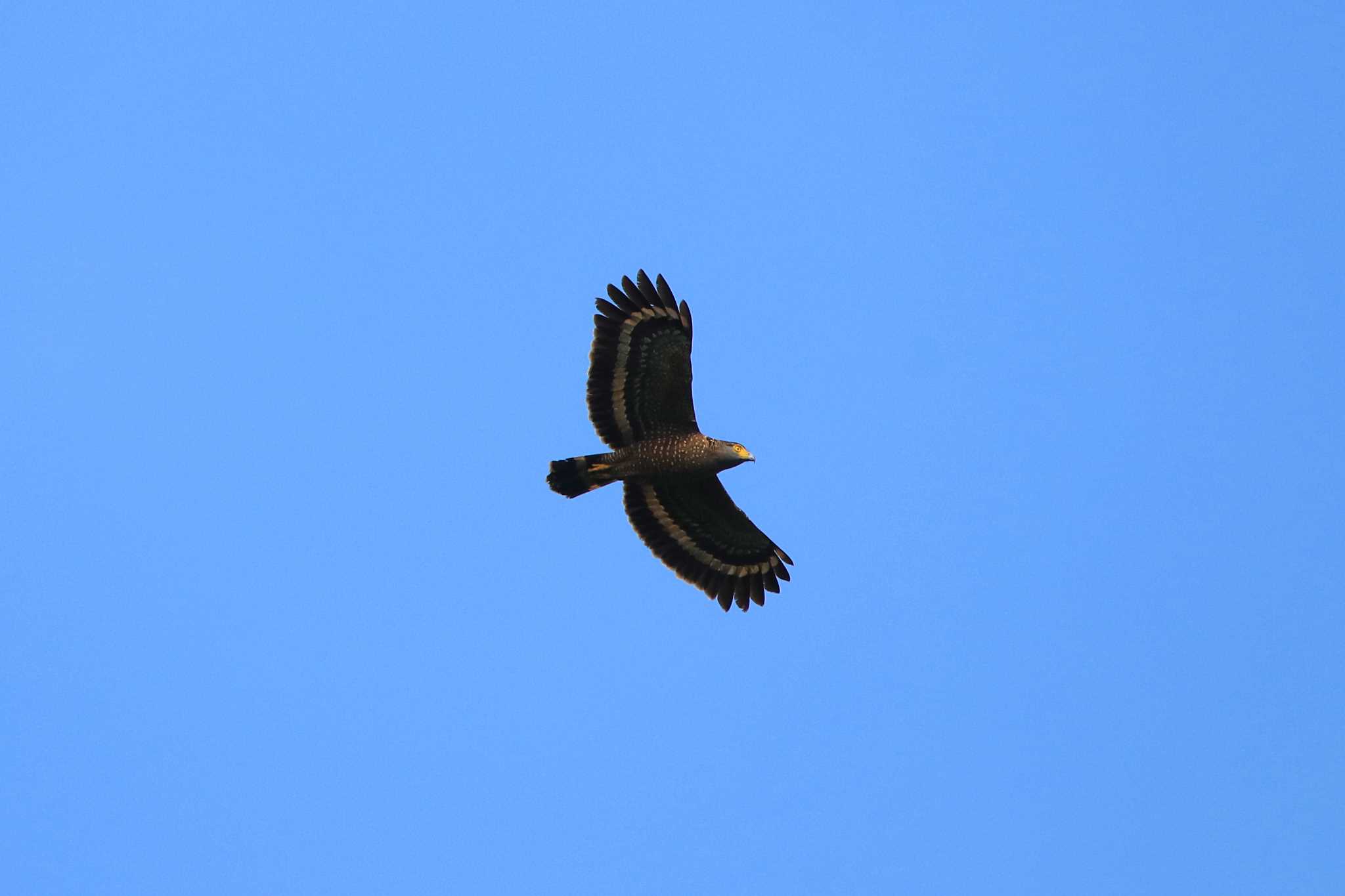 Photo of Philippine Serpent Eagle at PICOP(PHILIPPINE) by とみやん