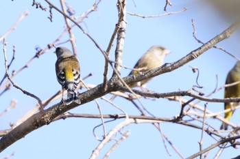 Oriental Greenfinch(kawarahiba) Unknown Spots Mon, 1/9/2023