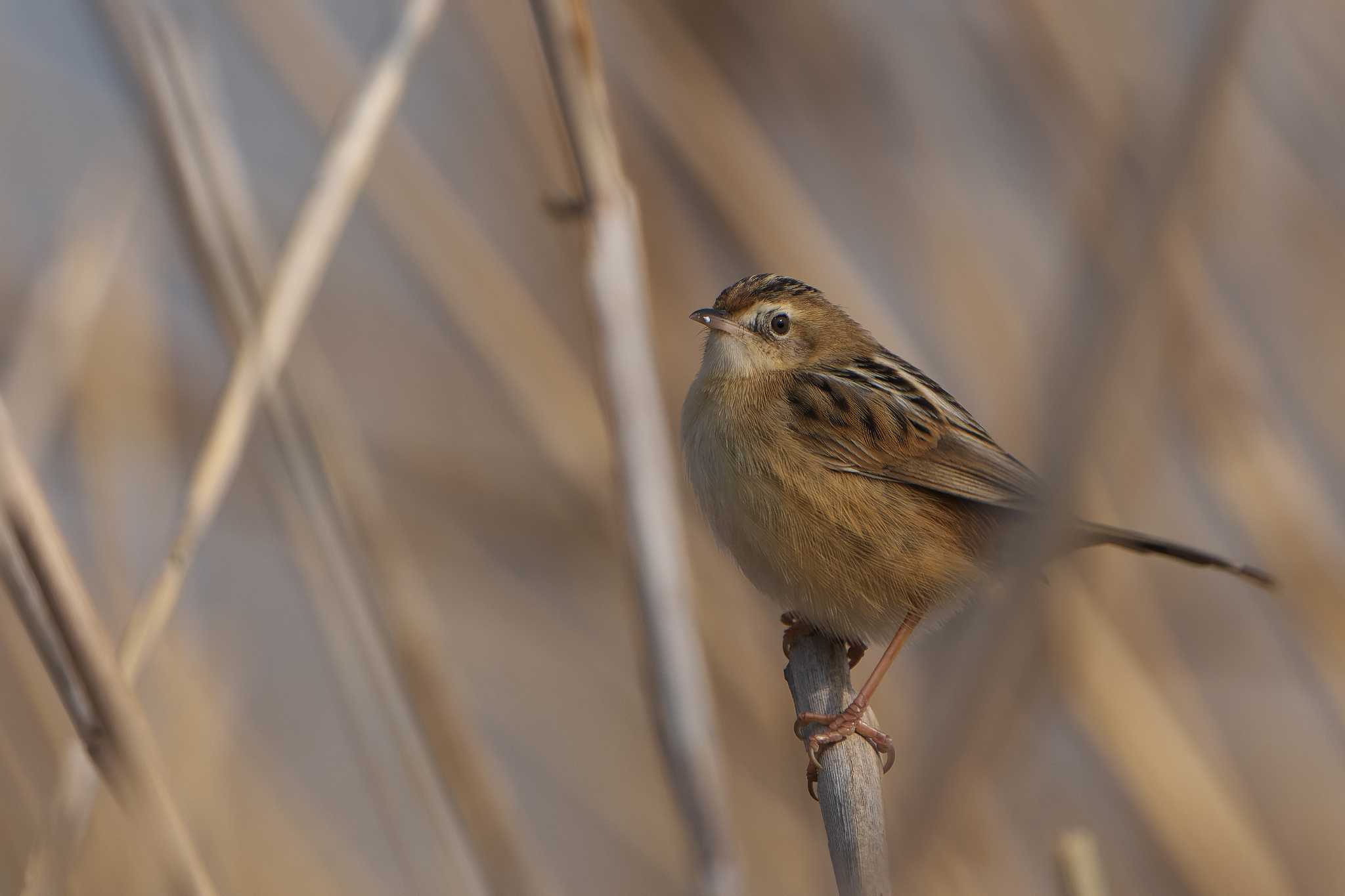 Zitting Cisticola