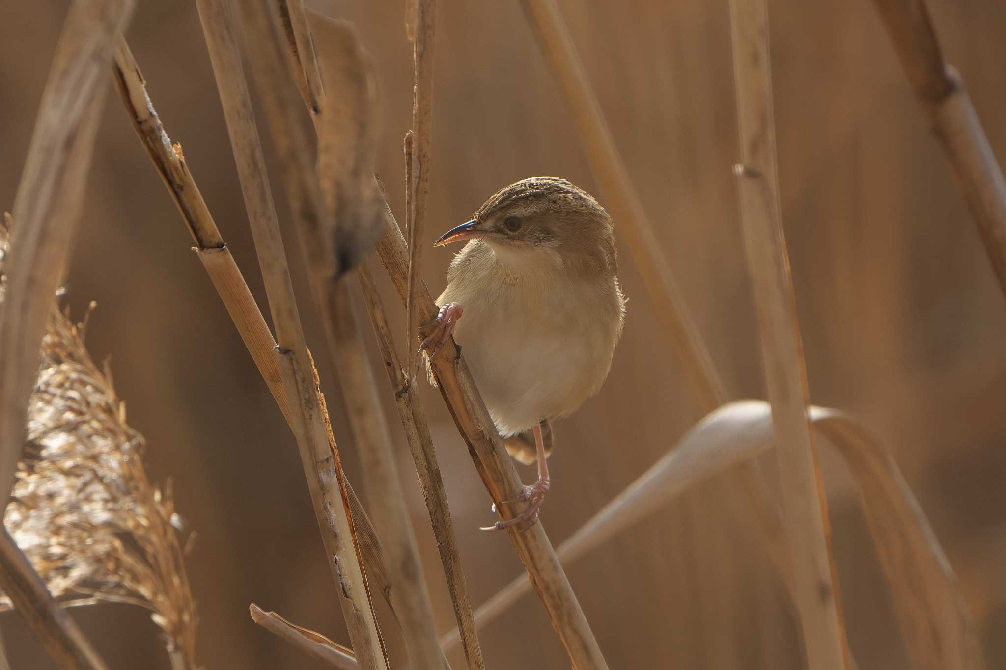 Zitting Cisticola