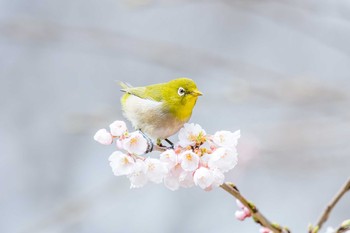 Warbling White-eye Akashi Park Thu, 3/22/2018