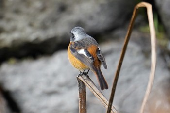 Daurian Redstart 鹿児島市 Sat, 1/21/2023