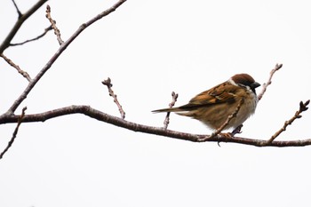 Eurasian Tree Sparrow 甲突川 Sat, 1/21/2023