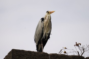 Grey Heron 鹿児島市 Sat, 1/21/2023