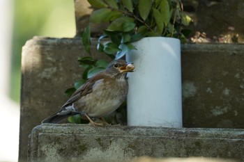 Pale Thrush 南洲神社 Sat, 1/21/2023