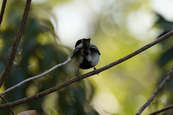 Japanese Tit 南洲神社 Sat, 1/21/2023