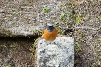 Daurian Redstart 鹿児島市 Sat, 1/21/2023