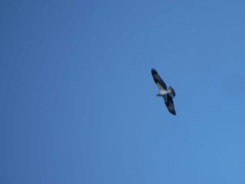 ミサゴ 宮城県・松島町 2018年3月25日(日)