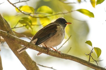 Pale Thrush 南洲神社 Sat, 1/21/2023