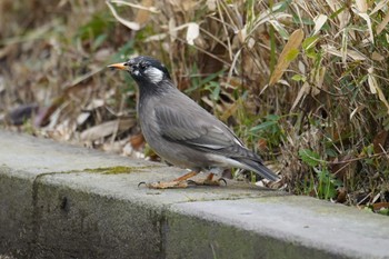 White-cheeked Starling 甲突川 Sat, 1/21/2023